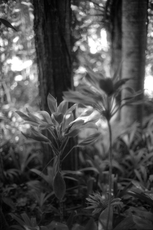 Lyon Arboretum © 2010 Bobby Asato