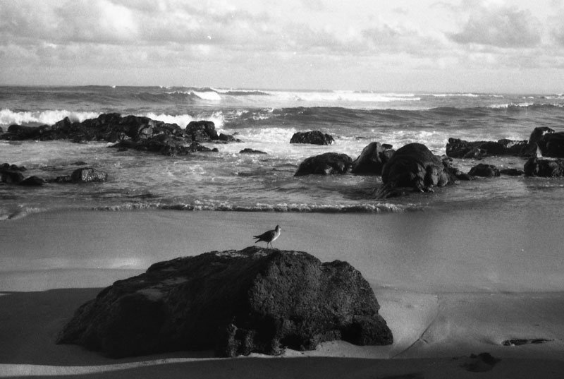Shorebird, Jocko's. © 2010 Bobby Asato