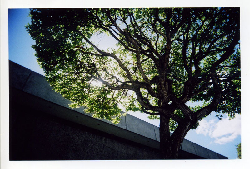 Tree shade. © 2010 Bobby Asato