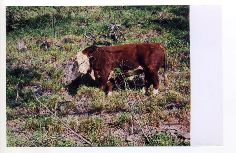 Same cow, Makua coast. © 2010 Bobby Asato