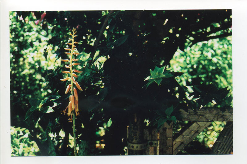 Community Garden, Ala Wai Harbor. © 2010 Bobby Asato