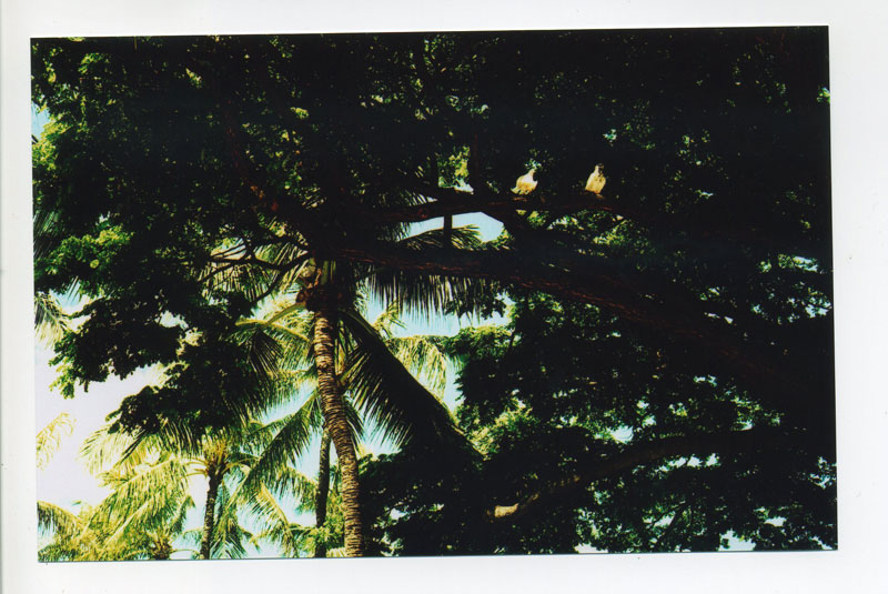 2 Pidgeons, Ala Wai Harbor. © 2010 Bobby Asato