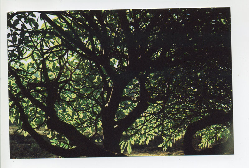 Plumeria trees in the AM, Makaha Valley Resort. © 2010 Bobby Asato