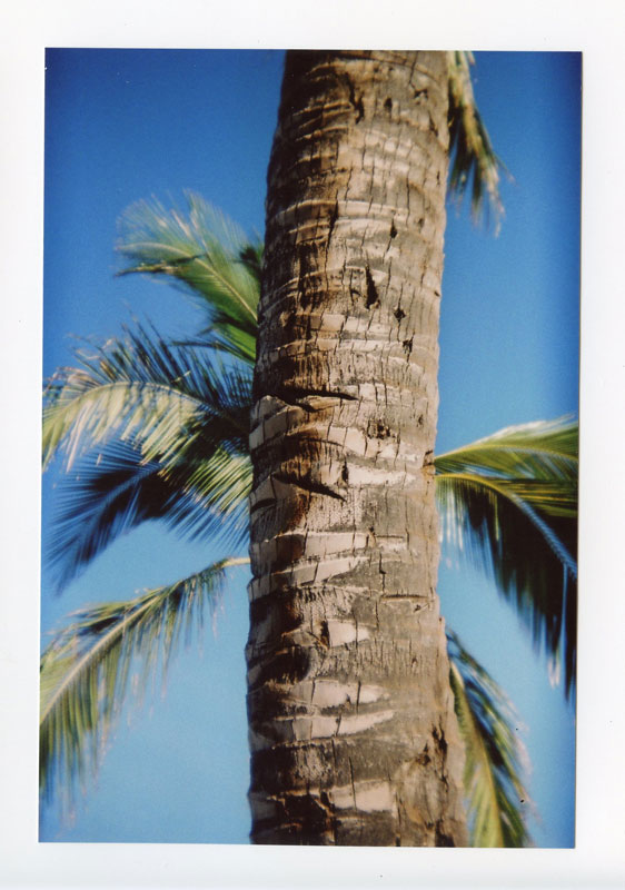 Palms, Nanakuli Tracks © 2010 Bobby Asato