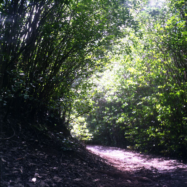 Aiea Loop Trail, Yashica Mat-124 TLR. © 2010 Bobby Asato