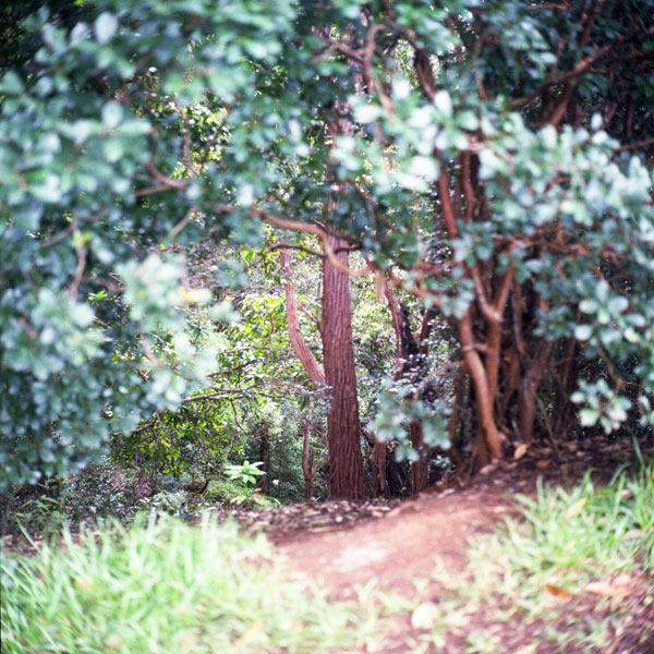 Aiea Loop Trail, Yashica Mat-124 TLR. © 2010 Bobby Asato