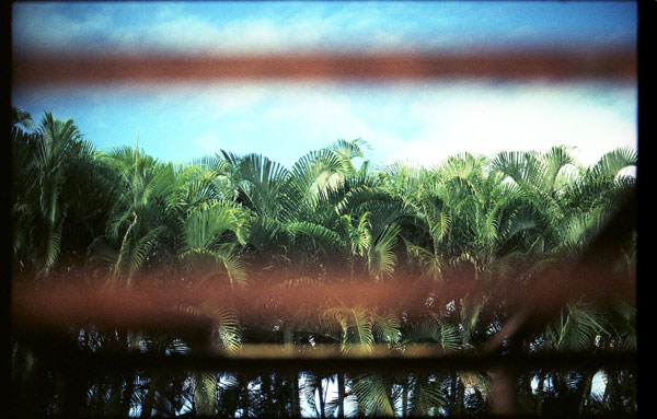 Urban Garden Center, Pearl City - Canon A-1. © 2011 Bobby Asato
