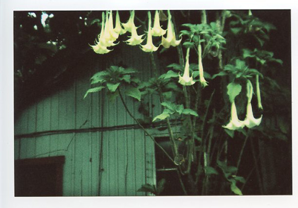 Haleiwa - Holga 135. © 2011 Bobby Asato