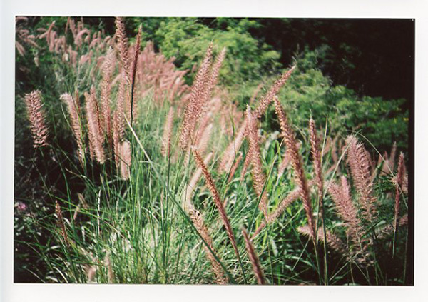 Lanikai Pillbox hike, Lomo LC-A+. © 2011 Bobby Asato