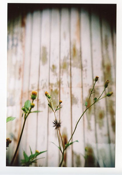 Urban Garden Center, Pearl City - Recesky D.I.Y. TLR. © 2011 Bobby Asato