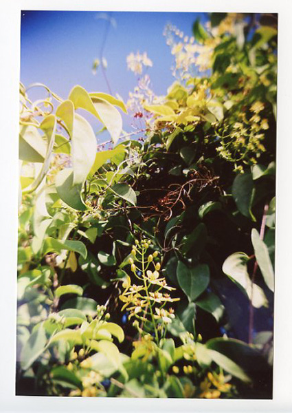 Urban Garden Center, Pearl City - Recesky D.I.Y. TLR. © 2011 Bobby Asato