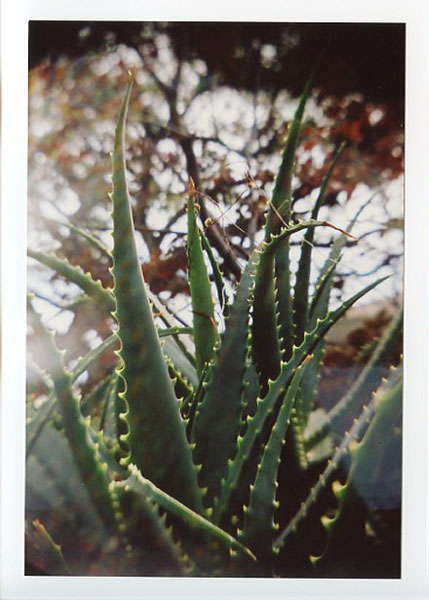 Honolulu Academy of Arts. Hawaii. - Recesky D.I.Y. TLR. © 2011 Bobby Asato