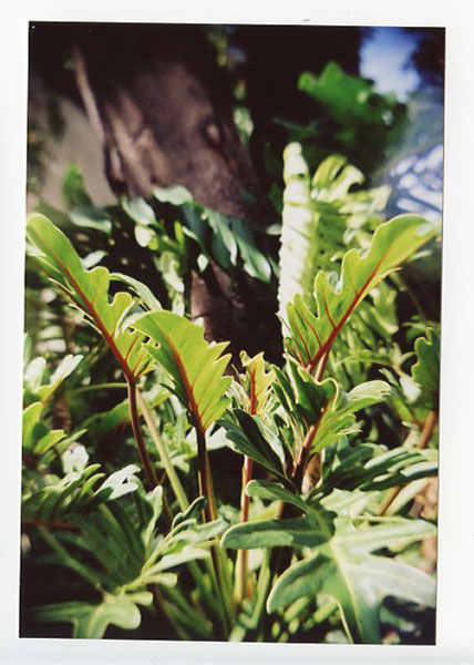 Honolulu Academy of Arts. Hawaii. - Recesky D.I.Y. TLR. © 2011 Bobby Asato