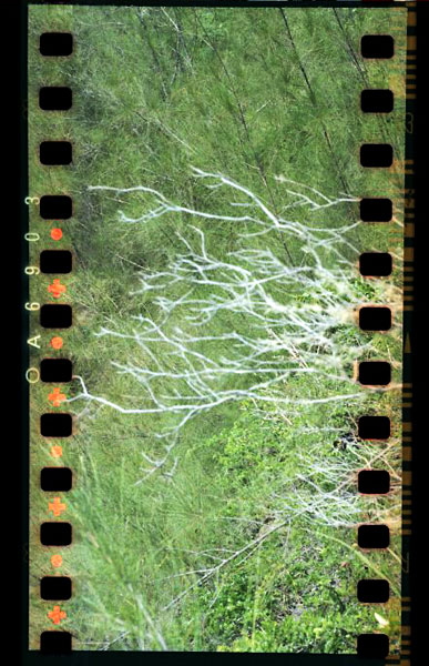 Mariner's Ridge, Hawaii Kai.  Lomo Lubitel166B+. © 2011 Bobby Asato