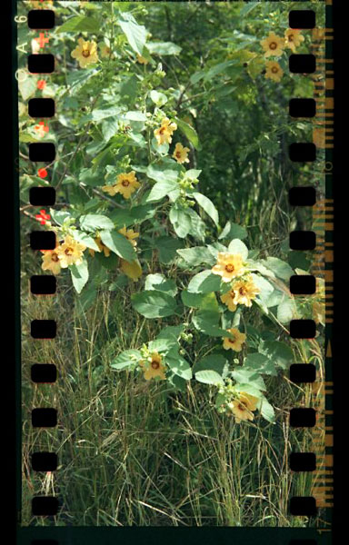 Mariner's Ridge, Hawaii Kai.  Lomo Lubitel166B+. © 2011 Bobby Asato