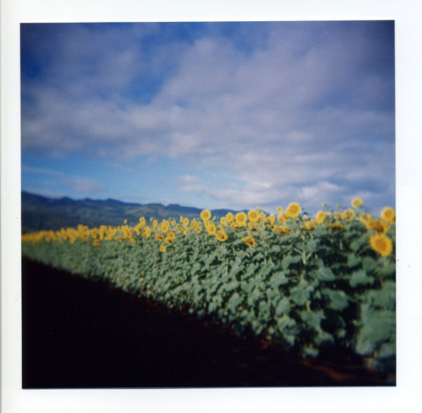 Waialua, Hawaii. Holga 120 VGM. © 2008 Bobby Asato