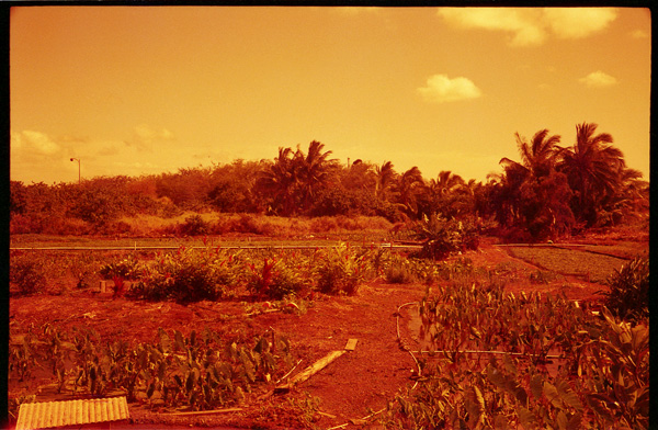 Lehua Bike Path, Pearl City, Hawaii.Canonet QL17 Black Model © 2011 Bobby Asato