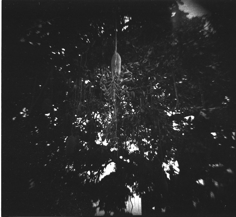 Royal Masoleum, Nuuanu, Hawaii. WOCA 120 GF. © 2011 Bobby Asato