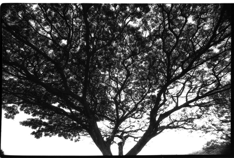 Hawaii. Canon A-1. © 2011 Bobby Asato