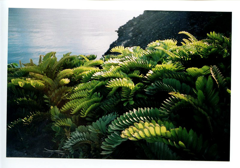Hilton Waikaloa Hotel, Kona, Hawaii. Lomo Lubitel 166+ w/Lubikin. © 2011 Bobby Asato