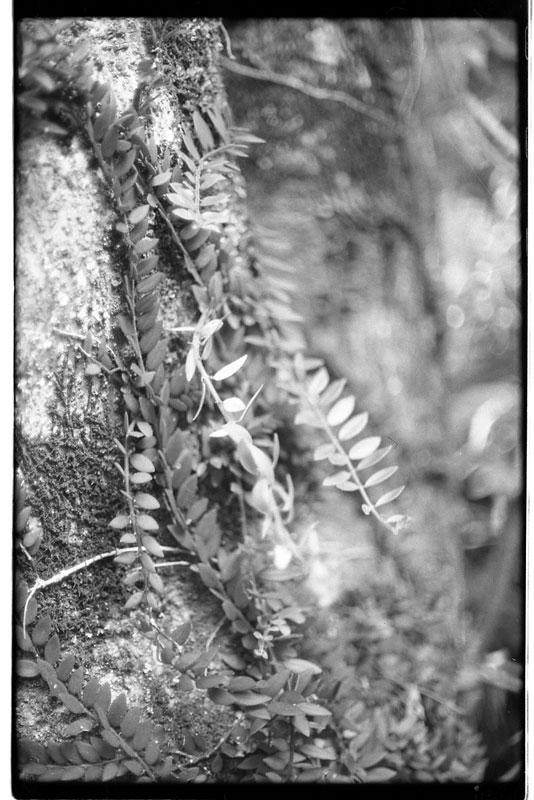 Thomas Square, Honolulu, Hawaii. Canon A-1. © 2011 Bobby Asato