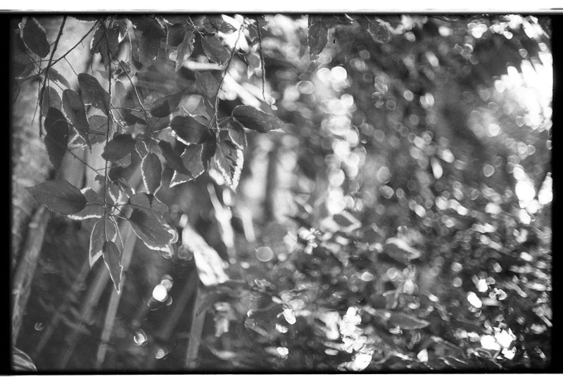 Tantalus Round Top Drive, Honolulu, Hawaii. Canon A-1. © 2011 Bobby Asato