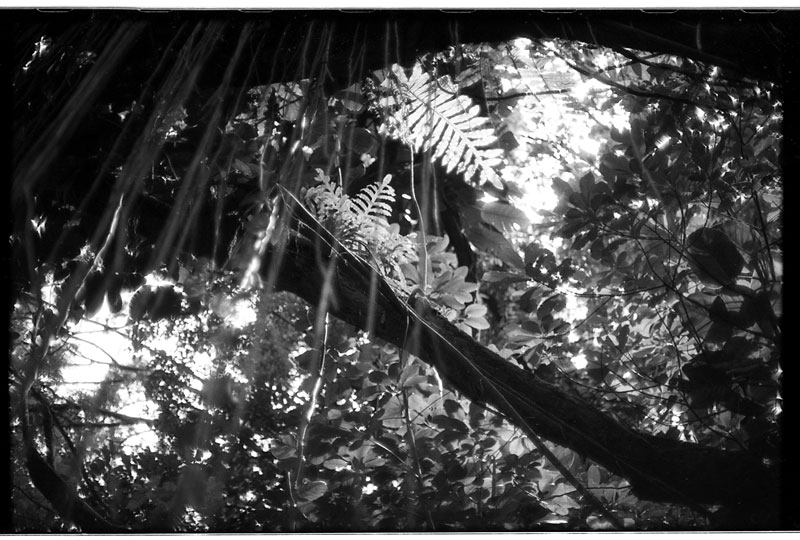 Tantalus Round Top Drive, Honolulu, Hawaii. Canon A-1. © 2011 Bobby Asato