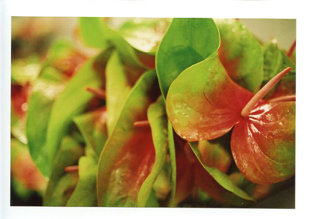 Green Point Nurserys, Hilo,, Big Island, Hawaii. Canon A-1. © 2011 Bobby Asato