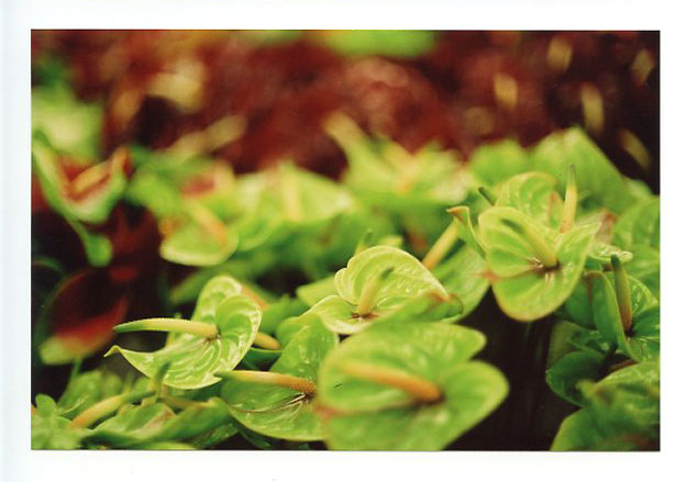 Green Point Nurserys, Hilo,, Big Island, Hawaii. Canon A-1. © 2011 Bobby Asato
