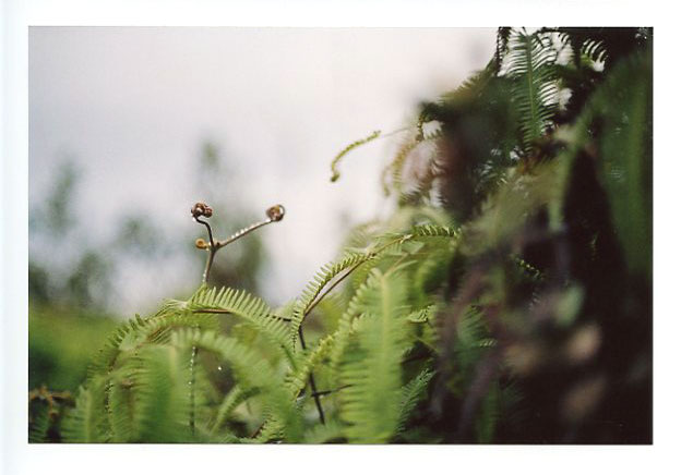 Saddle Road, Big Island, Hawaii. Canon A-1. © 2011 Bobby Asato