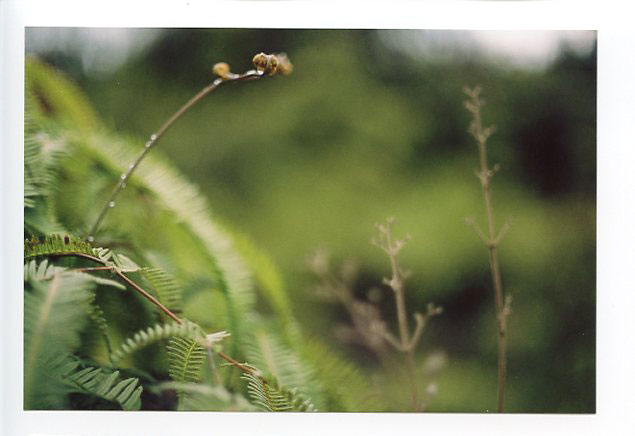 Saddle Road, Big Island, Hawaii. Canon A-1. © 2011 Bobby Asato