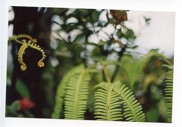 Saddle Road, Big Island, Hawaii. Canon A-1. © 2011 Bobby Asato