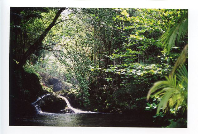 Onomea Bay, Hilo, Big Island, Hawaii. Canon A-1. © 2011 Bobby Asato