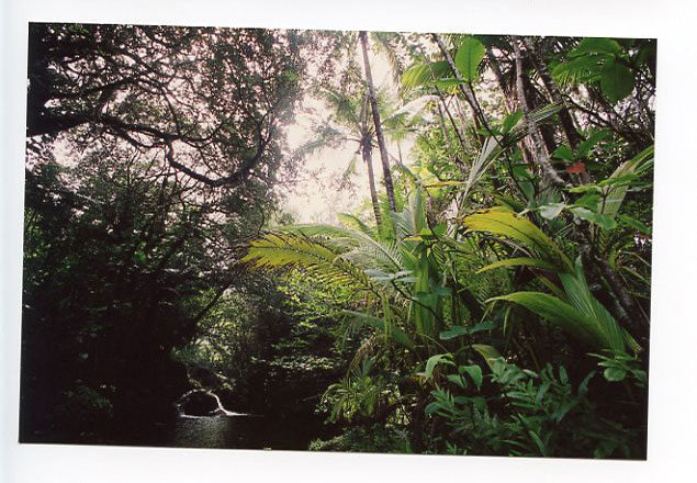 Onomea Bay, Hilo, Big Island, Hawaii. Canon A-1. © 2011 Bobby Asato