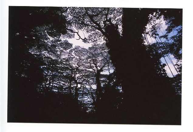 Drive to Kapoho, Big Island, Hawaii. Canon A-1. © 2011 Bobby Asato