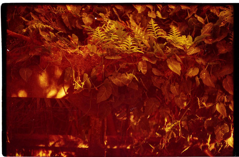 Big Island, Hawaii. Canon A-1. © 2011 Bobby Asato