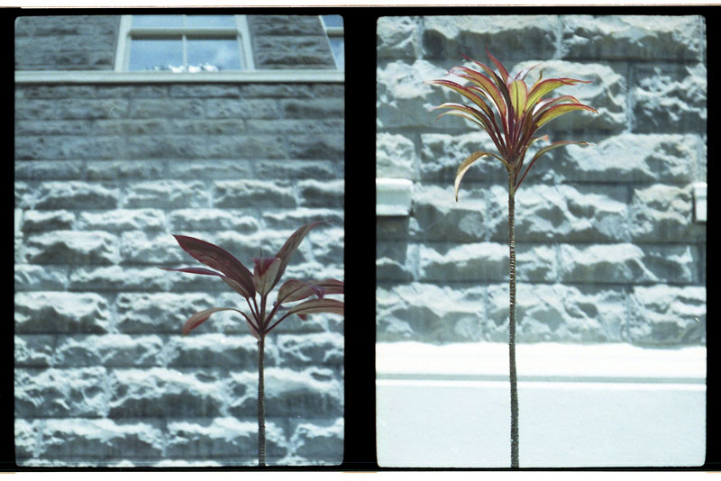 Linekona, Honolulu Academy of Arts, Honolulu, Hawaii. Yashica Half 17 Half-frame Camera. © 2011 Bobby Asato