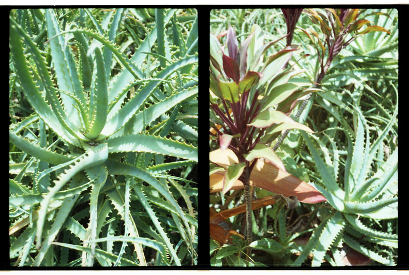 Linekona, Honolulu Academy of Arts, Honolulu, Hawaii. Yashica Half 17 Half-frame Camera. © 2011 Bobby Asato