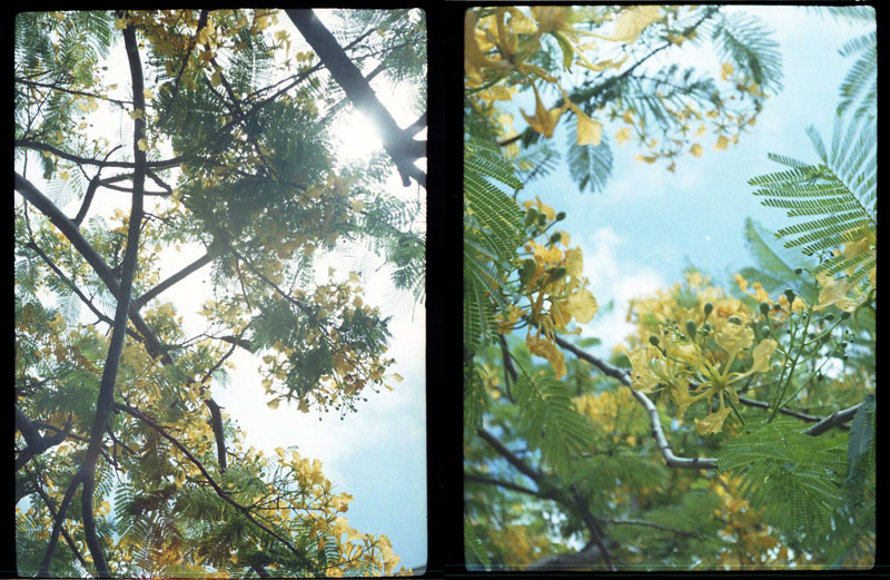 Linekona, Honolulu Academy of Arts, Honolulu, Hawaii. Yashica Half 17 Half-frame Camera. © 2011 Bobby Asato