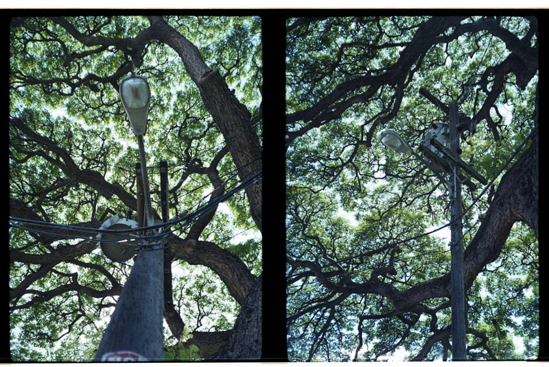 Queen Lilioukalani Gardens, Hawaii. Yashica Half 17 Half-frame Camera. © 2011 Bobby Asato