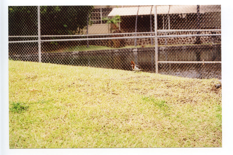 Lehua Bike Path, Pearl City, Hawaii. Konica II Rangefinder. © 2011 Bobby Asato