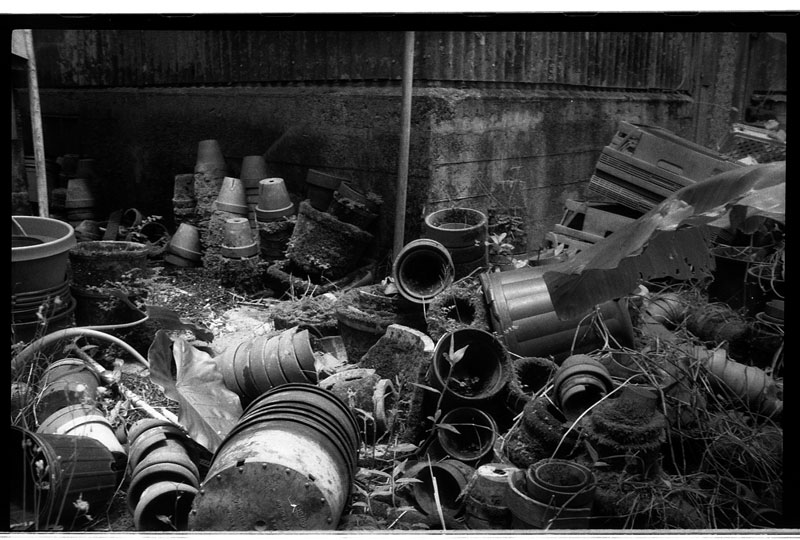 Lyon Arboretum, Manoa, Hawaii. Minox 35 EL. © 2011 Bobby Asato