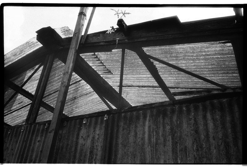 Lyon Arboretum, Manoa, Hawaii. Minox 35 EL. © 2011 Bobby Asato