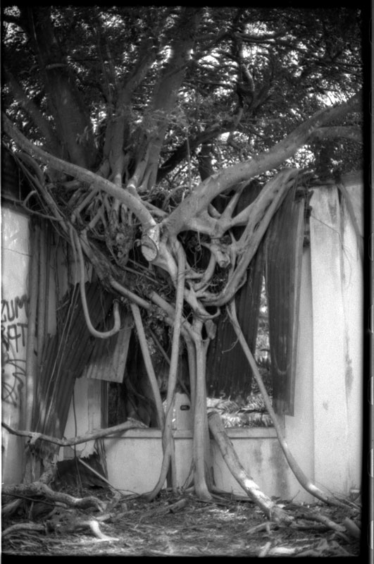 Crawford's Convalescent Home, North Shore, Hawaii. Canon A-1. © 2011 Bobby Asato.