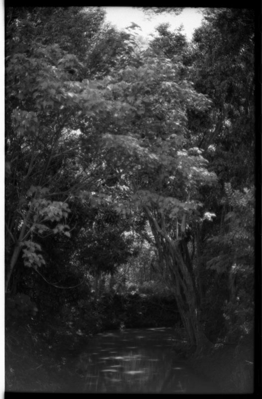 Manoa, Hawaii. Canon A-1. © 2011 Bobby Asato.