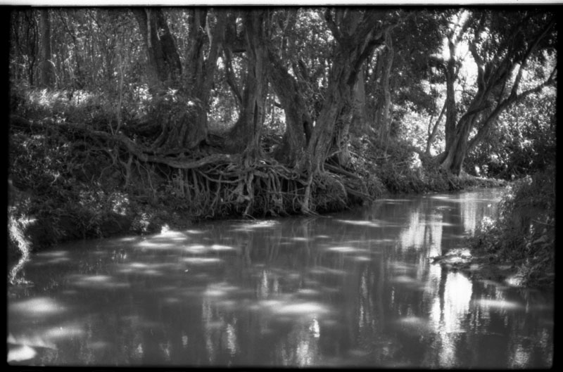 Manoa, Hawaii. Canon A-1. © 2011 Bobby Asato.