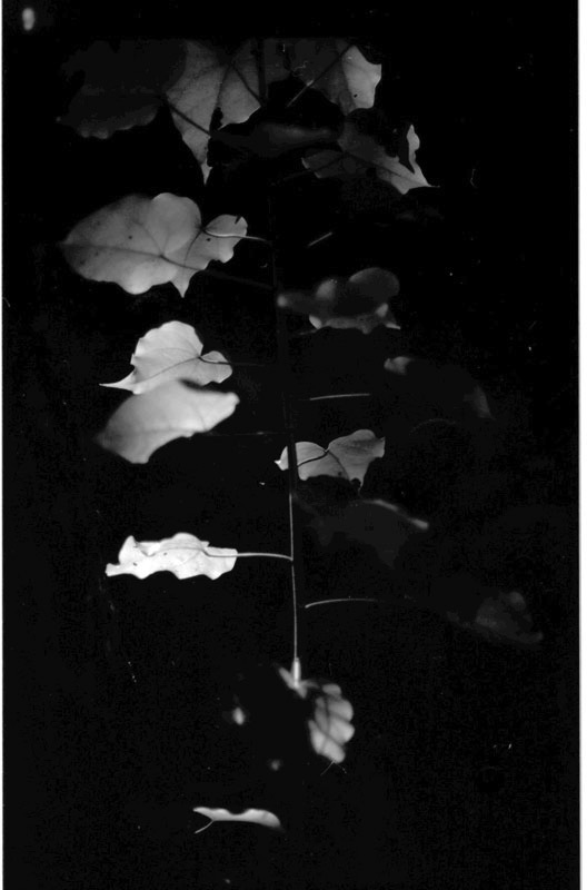 Chun's Reef, North Shore, Hawaii. Canon F-1 original. © 2011 Bobby Asato, Hawaii. Canon F-1 original. © 2011 Bobby Asato