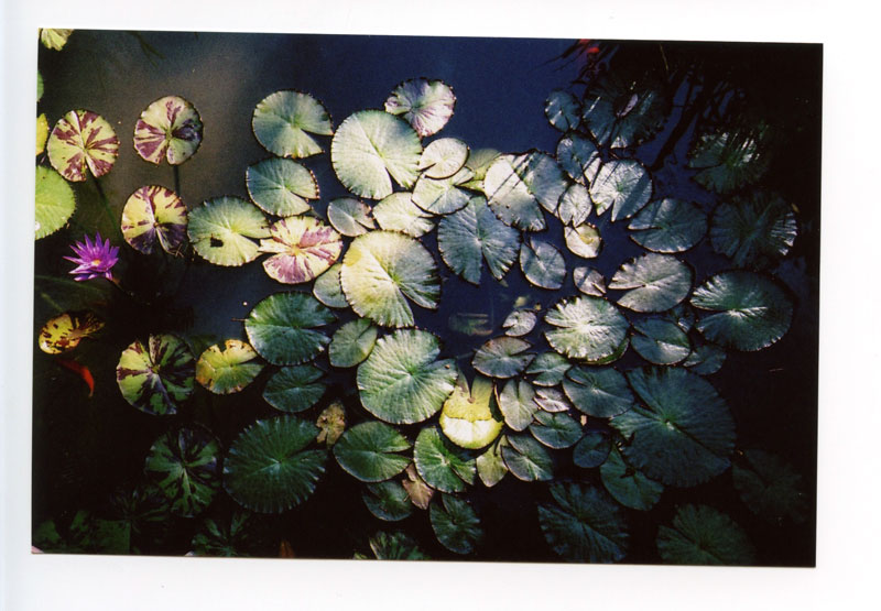 The Honolulu Academy of Arts, Hawaii. Canon F-1 original © 2012 Bobby Asato