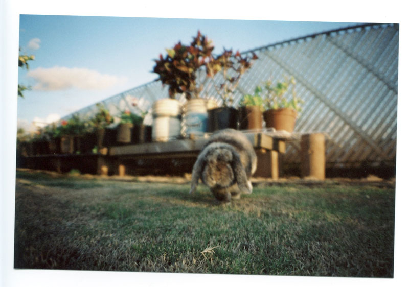 Pearl City, Hawaii. Canon F-1 original. © 2011 Bobby Asato, Hawaii. Lomo LC-A+ Wide Angle Lens. © 2011 Bobby Asato