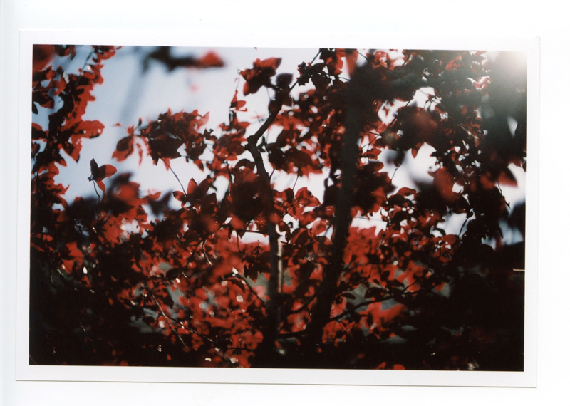 Victoria Island. Canon A-1 © 2012 Bobby Asato